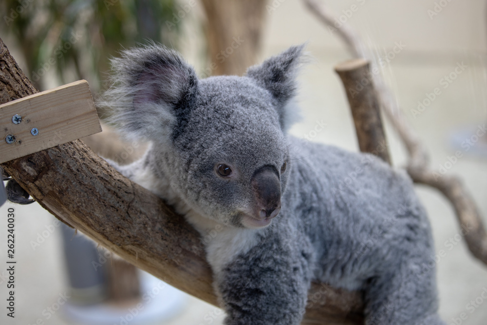 Obraz premium コアラ
