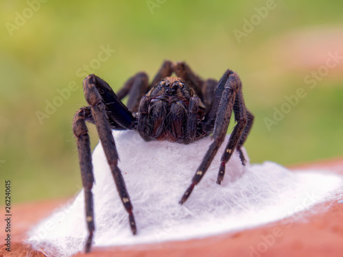 Macro photography of a big black wolf spider protecting her nest. Captured at the Andean mountains of central Colombia. (center)