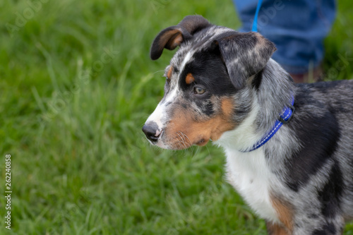 young beauceron on the grass