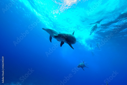 小笠原の海を泳ぐミナミハンドウイルカ