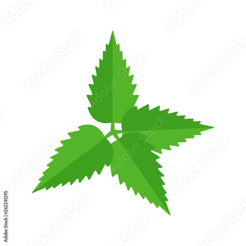 Nettle Illustration