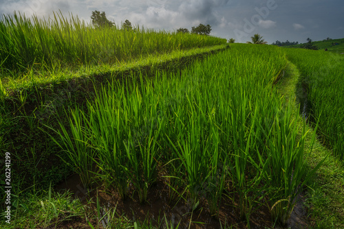 Close up of the rice terraces of Jatiluwih