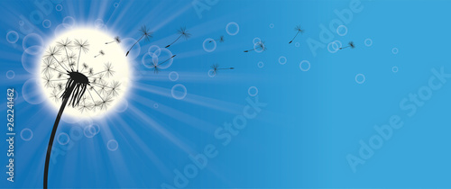 Dandelion Blue Sky Sun Sunbeam Header