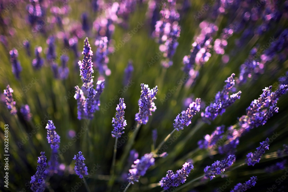 Lavender plant, blue purple field flowers closeup, blooming floral background Lavender plant, blue purple field flowers closeup, blooming floral background