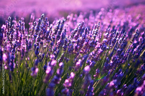 Lavender plant, blue purple field flowers, blooming floral background