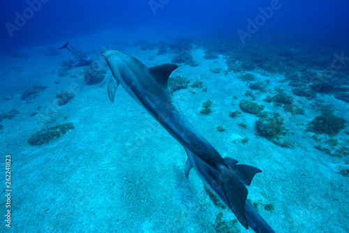 Wallpaper Mural 小笠原の海を泳ぐミナミハンドウイルカ Torontodigital.ca