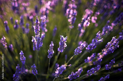 Lavender plant, blue purple field flowers closeup, blooming floral background