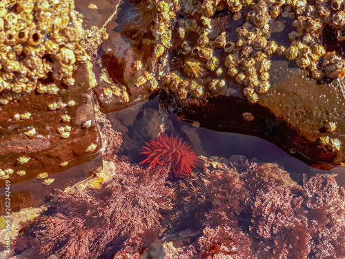 Beadlet Anemone with Tentacles in the Water photo