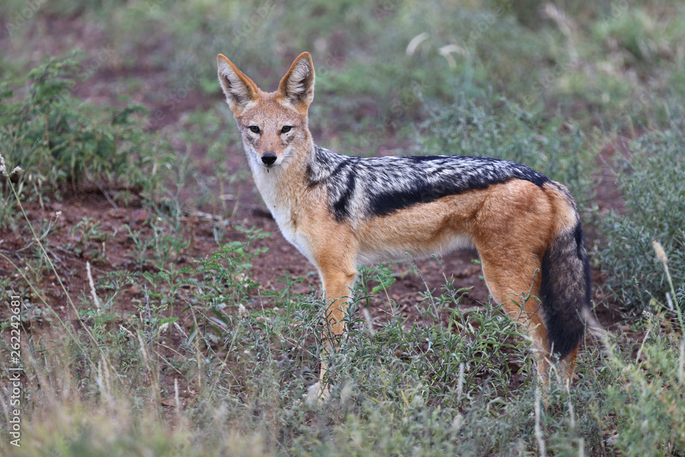 Schabrackenschakal / Blackbacked jackal / Canis mesomelas Schabrackenschakal / Blackbacked jackal / Canis mesomelas