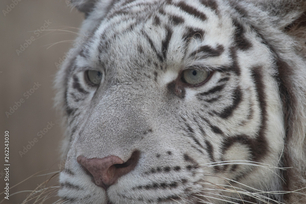 Fototapeta Biały tygrys
