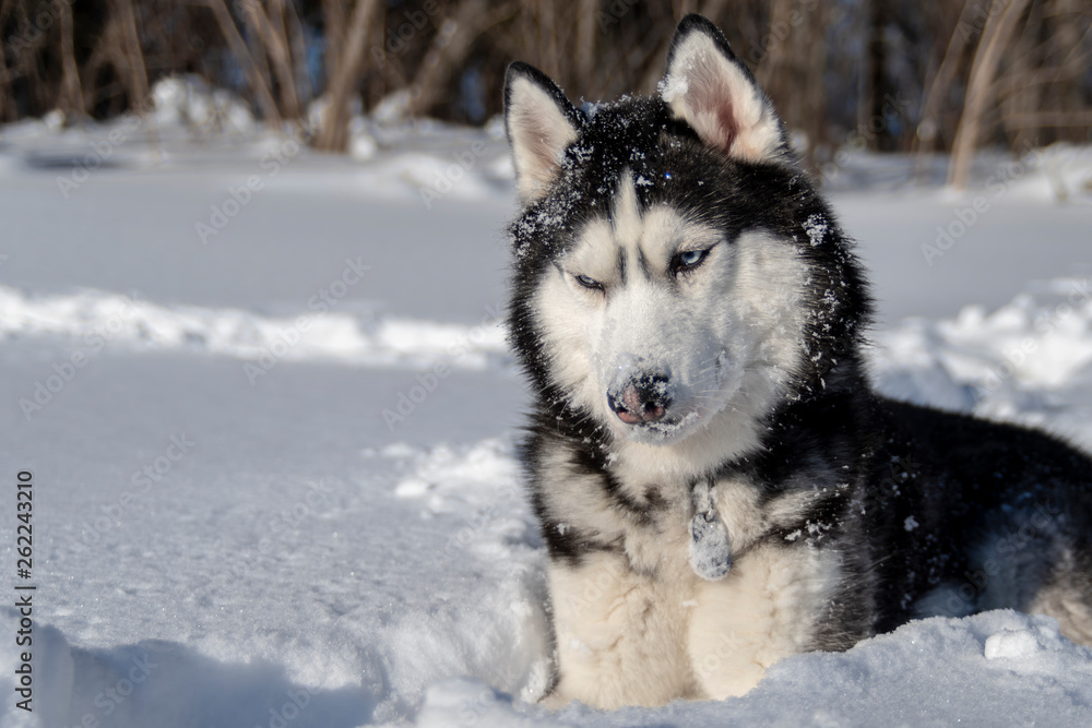 Husky dog. Siberian husky with blue eyes in snow.