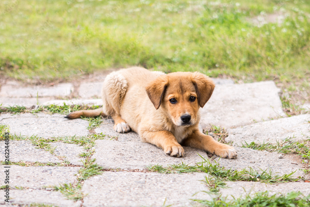 little sweet puppies play on green grass. dogs play, lie, stand and jump on the grass of the yard. little sweet puppies play on green grass. dogs play, lie, stand and jump on the grass of the yard.