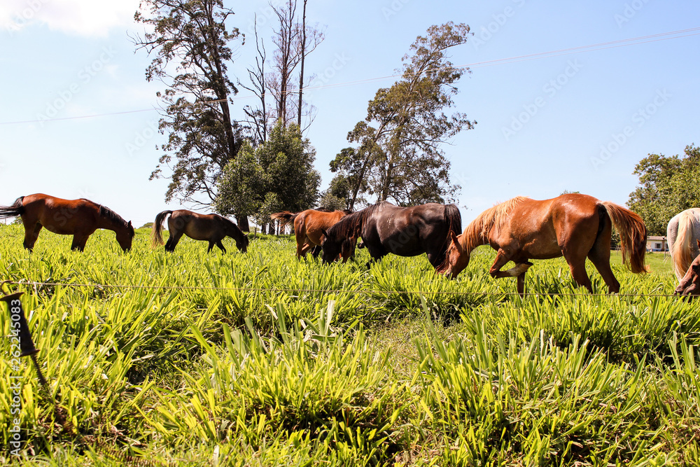 Fototapeta premium Cavalos em pastejo no campo