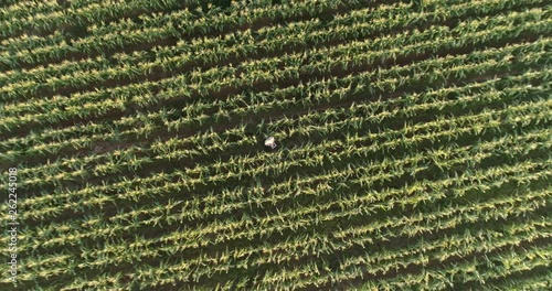 Aerial view directly above a farmer monitoring his corn crop with a tablet photo