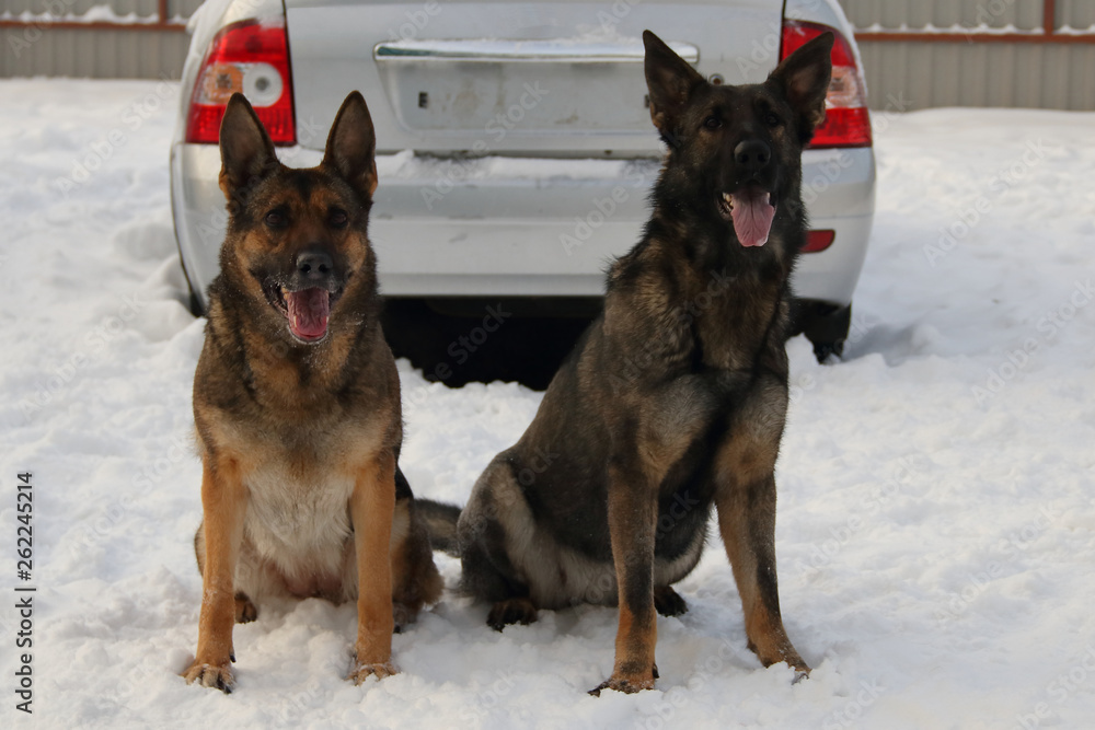 two German shepherds on the background of the car two German shepherds on the background of the car