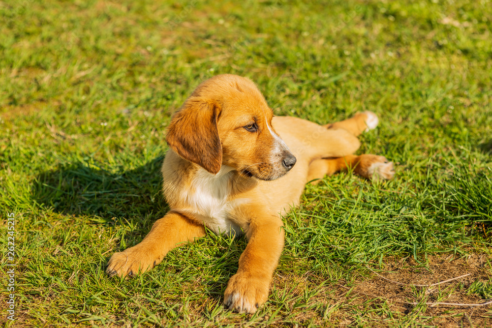 little sweet puppies play on green grass. dogs play, lie, stand and jump on the grass of the yard. little sweet puppies play on green grass. dogs play, lie, stand and jump on the grass of the yard.