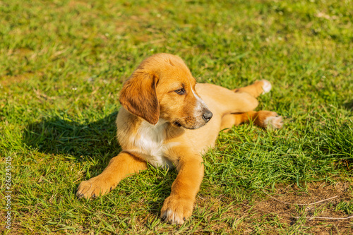 little sweet puppies play on green grass. dogs play, lie, stand and jump on the grass of the yard.