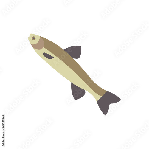 Carp Illustration