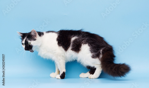 adult cat on a blue background