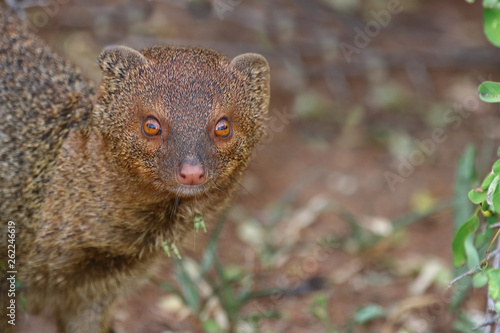 Wallpaper Mural Schlankmanguste / Slender mongoose / Galerella sanguinea Torontodigital.ca