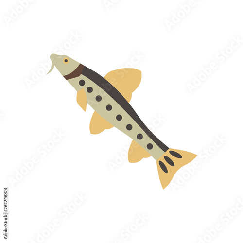 Gudgeon Illustration