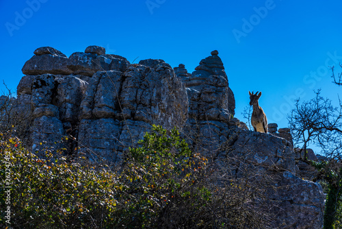 Spanish Ibex, Capra pyrenaica in Torcal de Antequera National Park, Spain