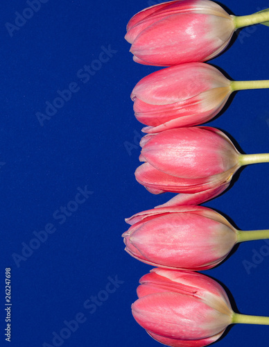 Pink. Blue. Isolated. Tulips. Flowers. Spring. Macro