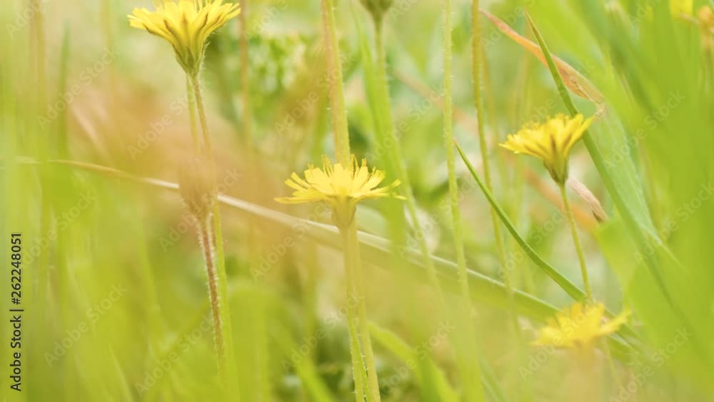 fleur jaune, champs de fleur concept fond
