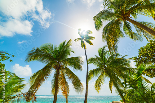 Palm trees and blue sea in la Caravelle beach in Guadeloupe