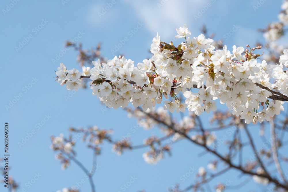 Cherry blossom in spring for background or copy space for text Cherry blossom in spring for background or copy space for text