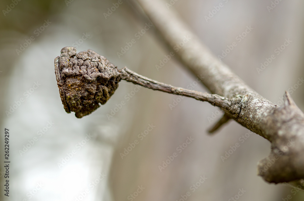 Macro photography of an eucalyptus seed attached to the branch. Captured at the Andean mountains of central Colombia. Macro photography of an eucalyptus seed attached to the branch. Captured at the Andean mountains of central Colombia.