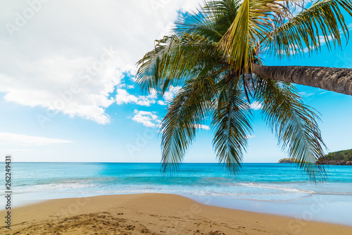 Fototapeta Naklejka Na Ścianę i Meble -  Palm tree in La Perle beach in Guadeloupe