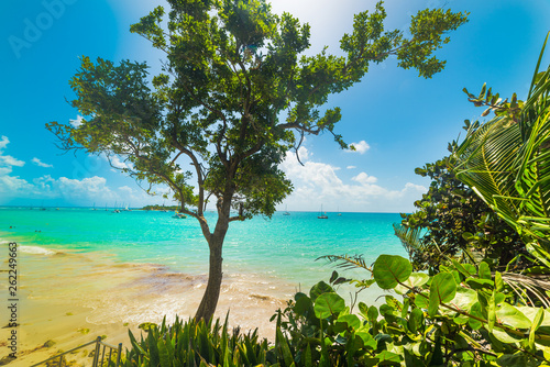 Fototapeta Naklejka Na Ścianę i Meble -  Turquoise water in La Datcha beach in Guadeloupe