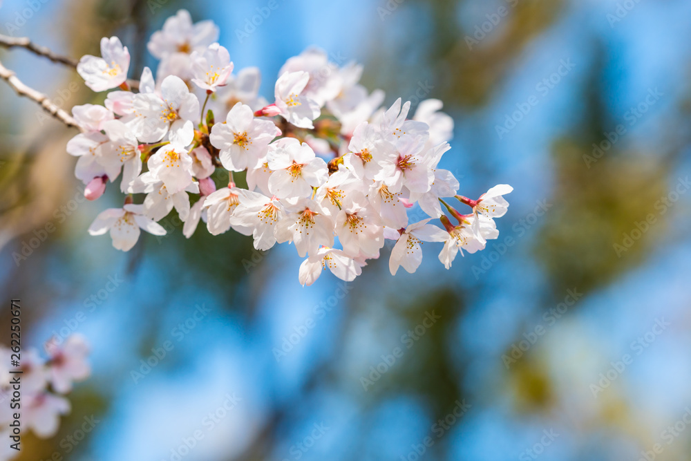 Cherry blossom in spring for background or copy space for text Cherry blossom in spring for background or copy space for text