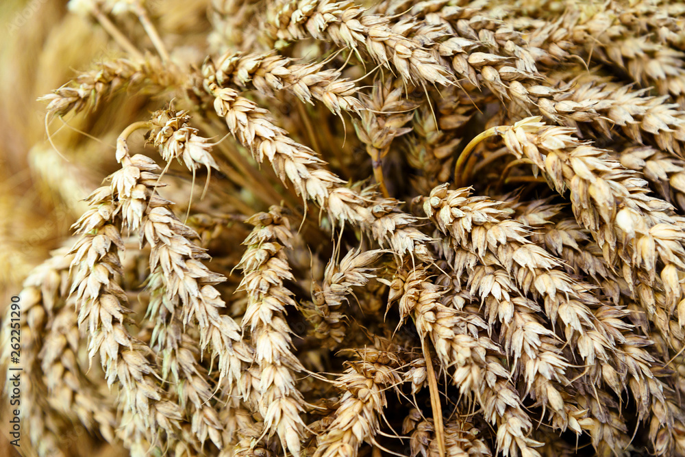Agriculture industry background - cereal plants in a crop in close-up. Agriculture industry background - cereal plants in a crop in close-up.