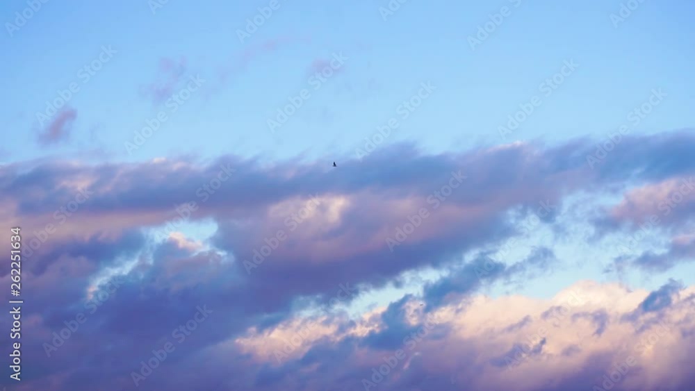 Slow motion seagulls flying before a cool sunset sky. Slow motion seagulls flying before a cool sunset sky.