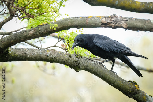 Quadro em tela Corbeau qui mange dans un arbre