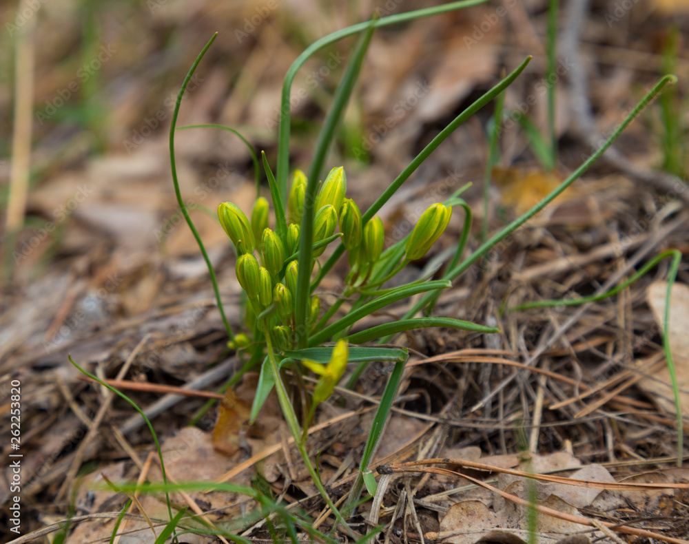 Yellow first spring flowers in forest. Springtime Yellow first spring flowers in forest. Springtime
