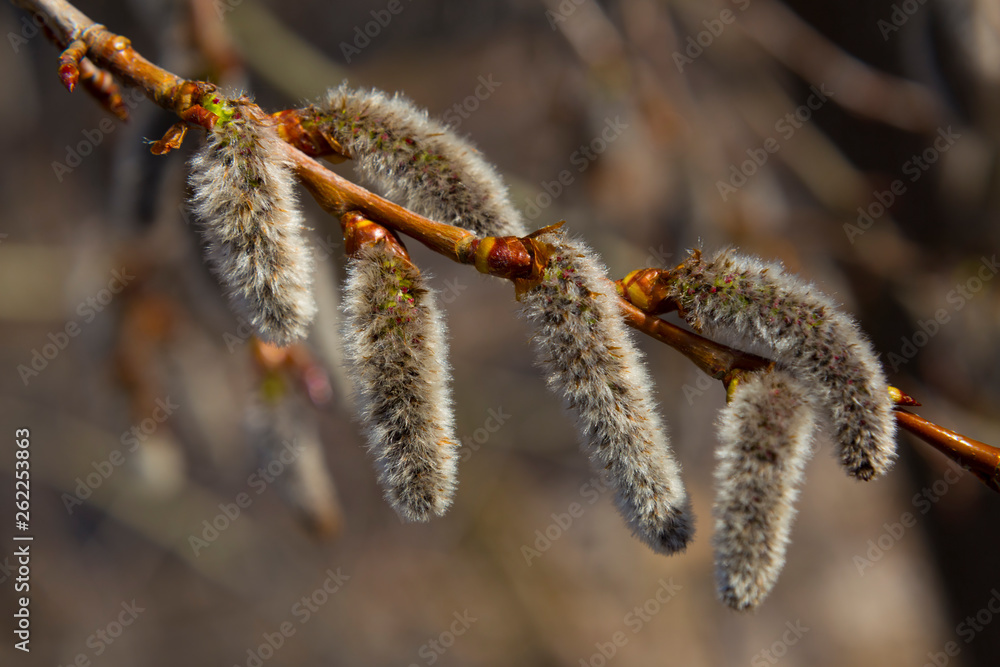 Naklejka premium Aspen branch with blooming catkins in forest