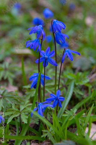 Blue first  spring wild flowers in forest