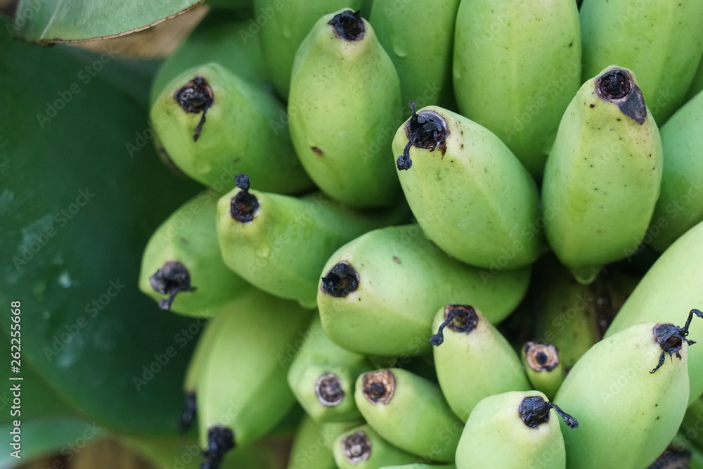 Bunch of green unripe bananas on a banana tree.