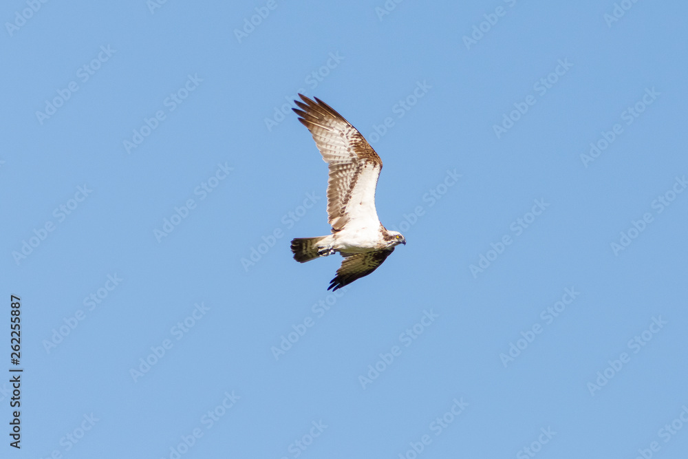 Obraz premium Fischadler