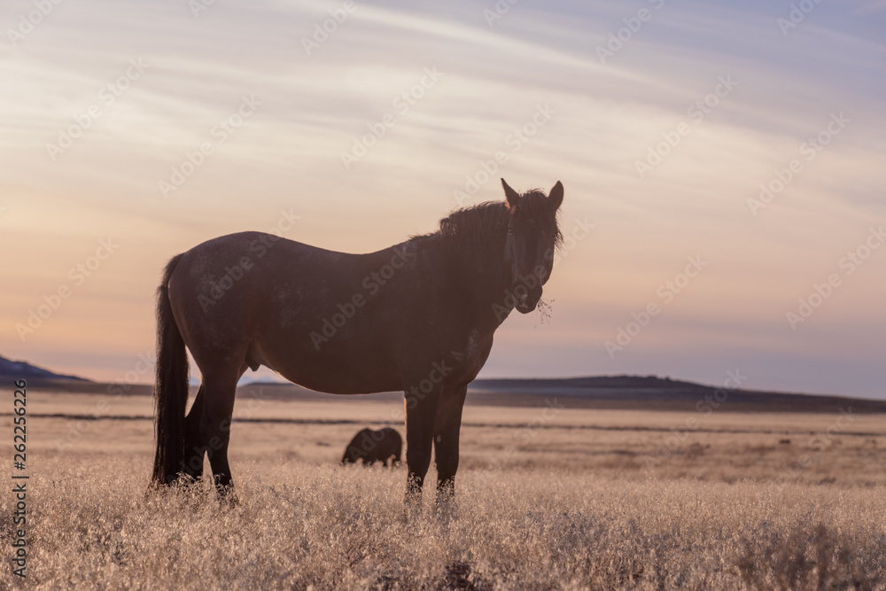 Fototapeta Dziki koń na pustyni Utah