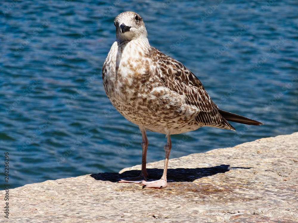 white brown gull standing on port looking curious white brown gull standing on port looking curious