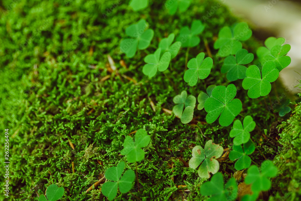 clover close up. st patricks day. copy space clover close up. st patricks day. copy space