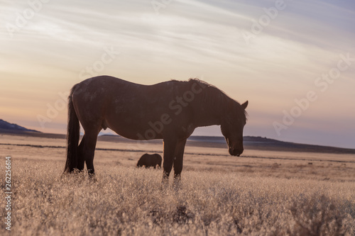 Wild Horse in the Utah Desert © natureguy