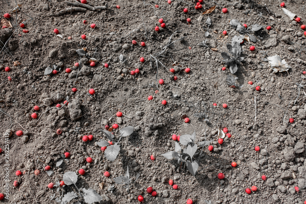Red hawthorn berries on the ground Red hawthorn berries on the ground