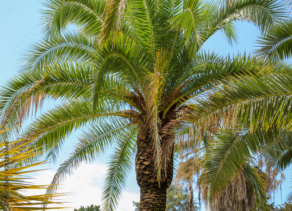 Palm tree against the blue sky. Subtropical climate Palm tree against the blue sky. Subtropical climate