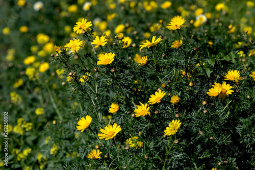 Yellow flowers (Chrysanthemum coronarium) grows in a meadow