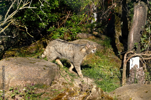 Canvas Print Die Europäische Wildkatze